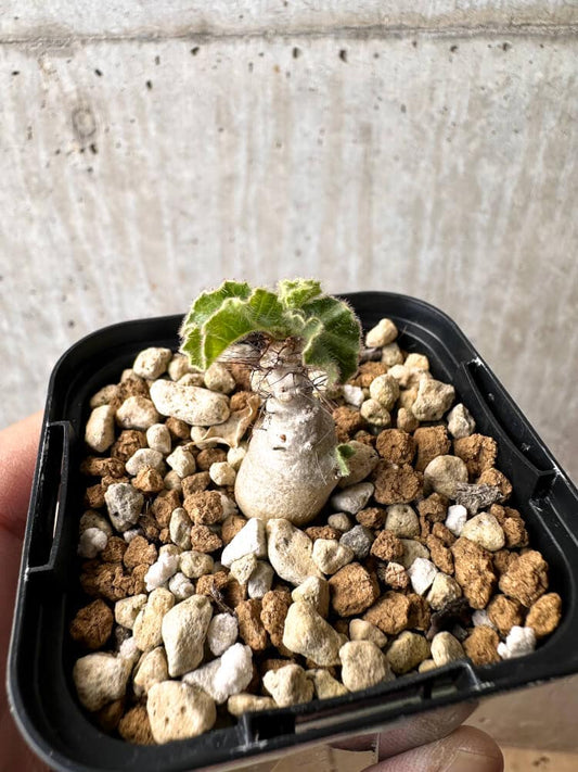 【現品限り】ヤトロファ・マルギナータ【C69】 Jatropha marginata