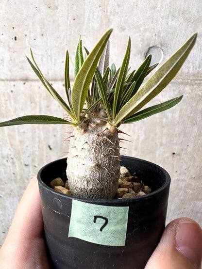 【現品限り】パキポディウム・グラキリス 実生【C7】 Pachypodium gracilius
