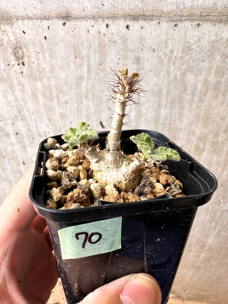 【現品限り】ヤトロファ・マルギナータ【C70】 Jatropha marginata