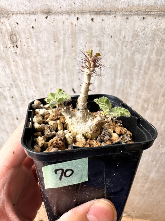 【現品限り】ヤトロファ・マルギナータ【C70】 Jatropha marginata