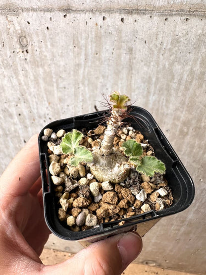 【現品限り】ヤトロファ・マルギナータ【C70】 Jatropha marginata