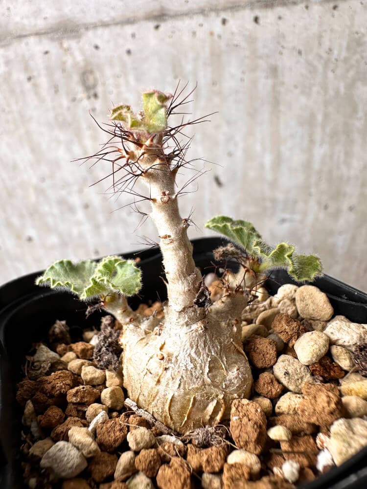 【現品限り】ヤトロファ・マルギナータ【C70】 Jatropha marginata