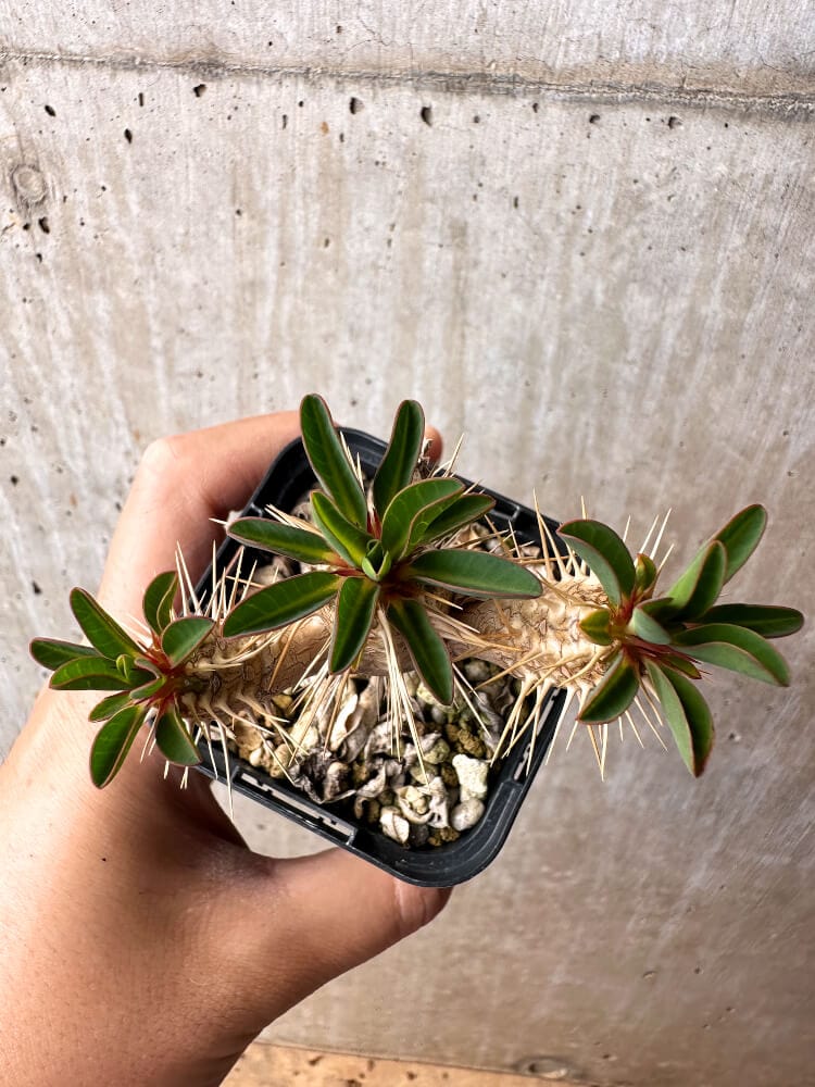 現品限り】ユーフォルビア・ギラウミニアナ【C71】 Euphorbia