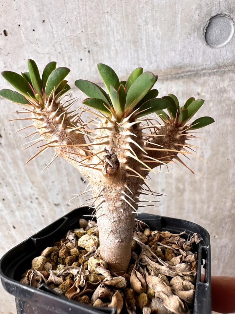 現品限り】ユーフォルビア・ギラウミニアナ【C71】 Euphorbia