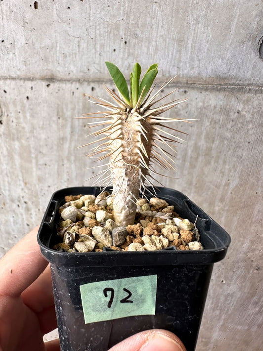 【現品限り】ユーフォルビア・ギラウミニアナ【C72】 Euphorbia guillauminiana