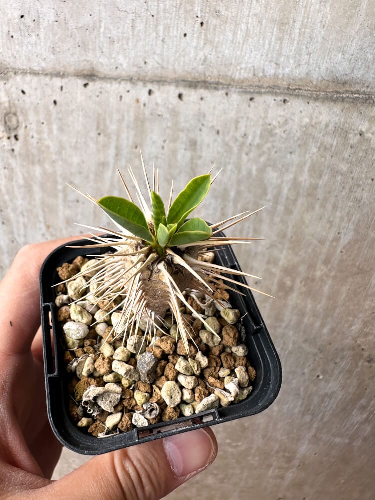 【現品限り】ユーフォルビア・ギラウミニアナ【C72】 Euphorbia guillauminiana