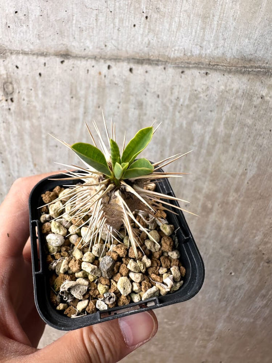 【現品限り】ユーフォルビア・ギラウミニアナ【C72】 Euphorbia guillauminiana
