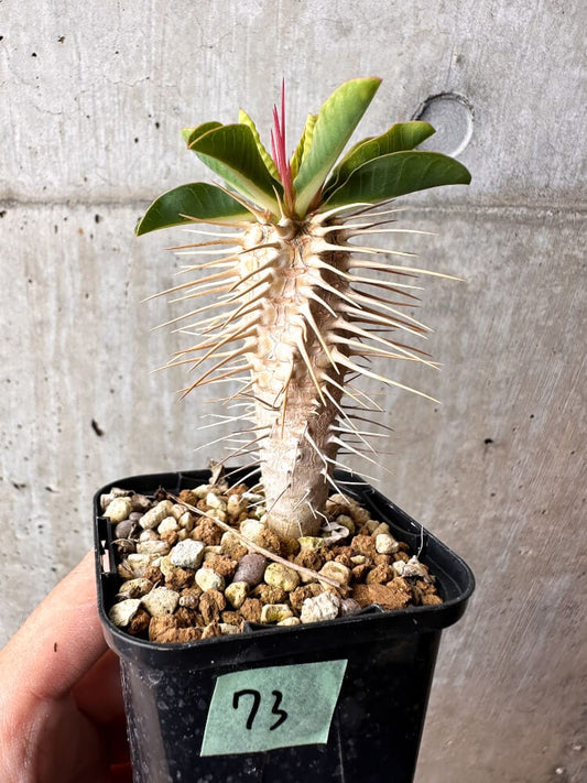 【現品限り】ユーフォルビア・ギラウミニアナ【C73】 Euphorbia guillauminiana