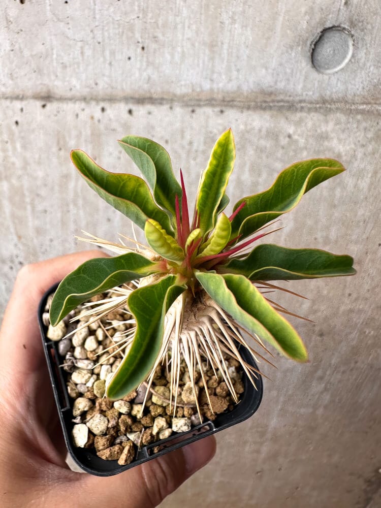 現品限り】ユーフォルビア・ギラウミニアナ【C73】 Euphorbia