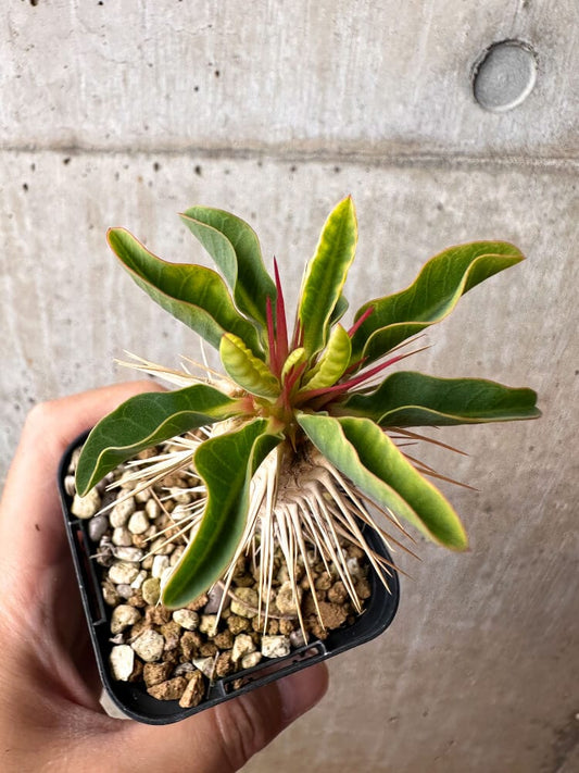【現品限り】ユーフォルビア・ギラウミニアナ【C73】 Euphorbia guillauminiana