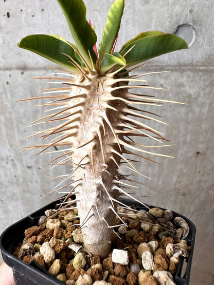 【現品限り】ユーフォルビア・ギラウミニアナ【C73】 Euphorbia guillauminiana