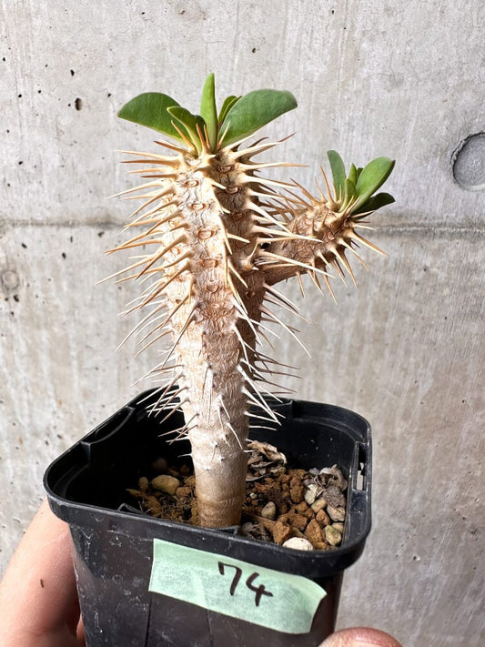 【現品限り】ユーフォルビア・ギラウミニアナ【C74】 Euphorbia guillauminiana