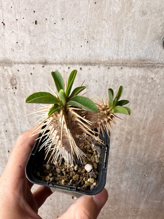 【現品限り】ユーフォルビア・ギラウミニアナ【C74】 Euphorbia guillauminiana