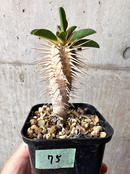 【現品限り】ユーフォルビア・ギラウミニアナ【C75】 Euphorbia guillauminiana