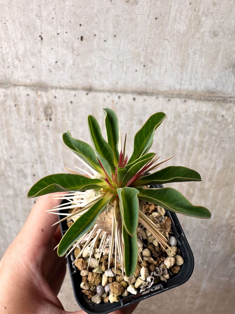 【現品限り】ユーフォルビア・ギラウミニアナ【C75】 Euphorbia guillauminiana