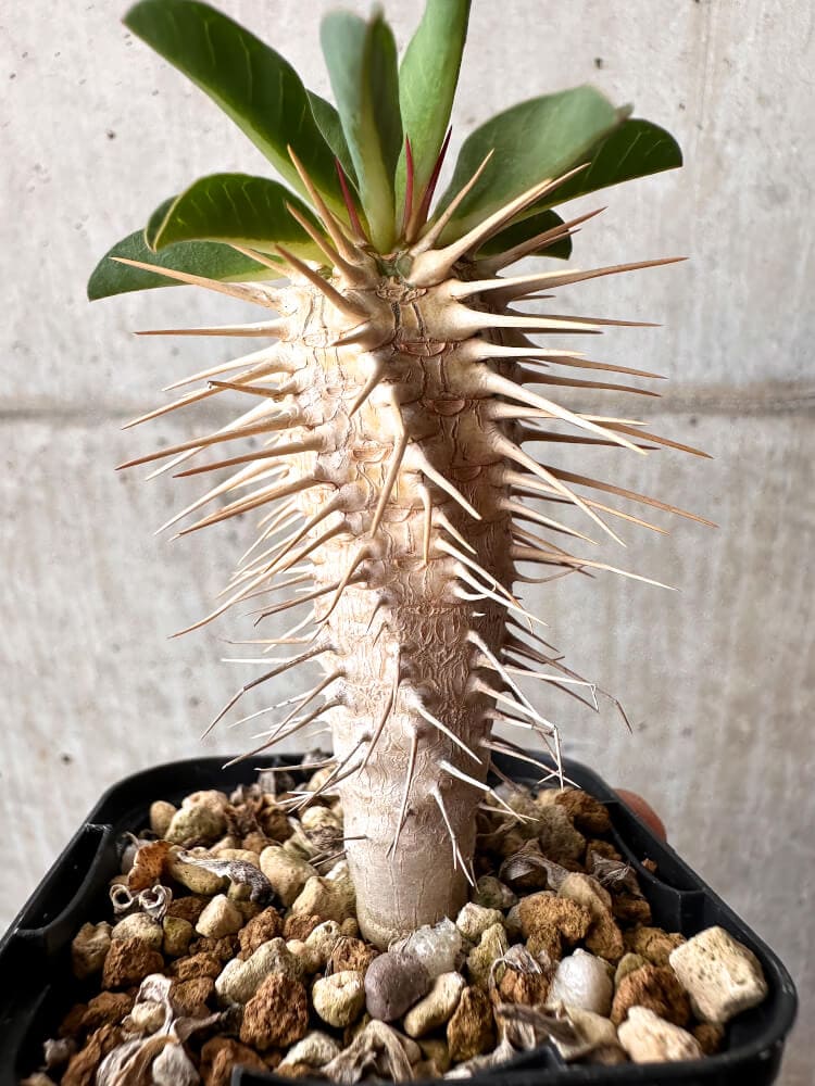 【現品限り】ユーフォルビア・ギラウミニアナ【C75】 Euphorbia guillauminiana