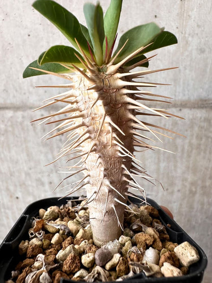 【現品限り】ユーフォルビア・ギラウミニアナ【C75】 Euphorbia guillauminiana