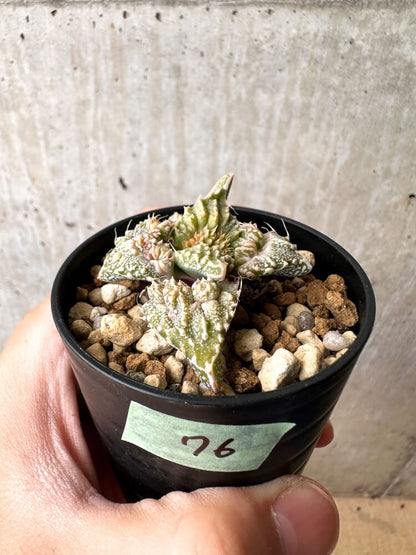 【現品限り】フォーカリア 荒波【C76】 Faucaria tuberculosa 'Aranami'