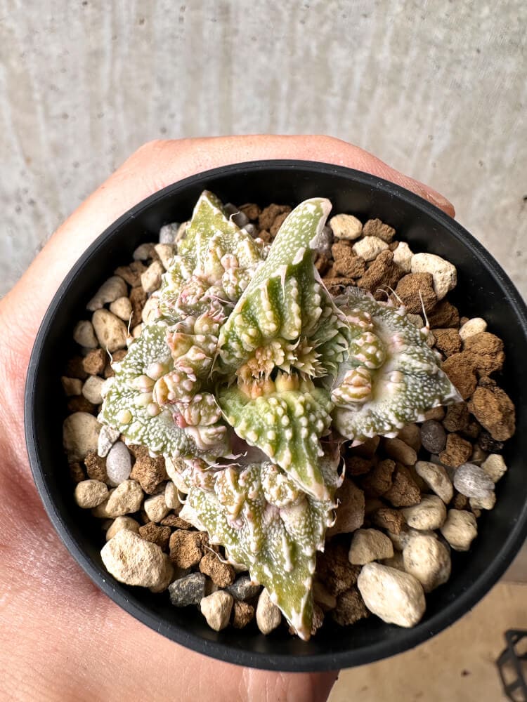 【現品限り】フォーカリア 荒波【C76】 Faucaria tuberculosa 'Aranami'