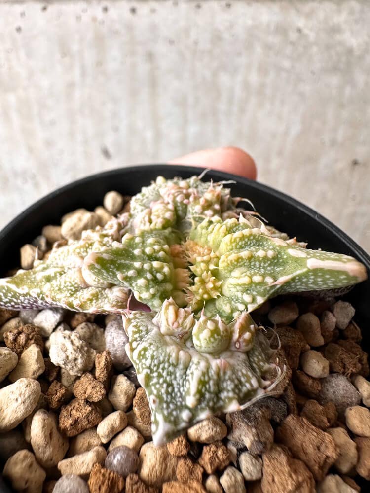 【現品限り】フォーカリア 荒波【C76】 Faucaria tuberculosa 'Aranami'