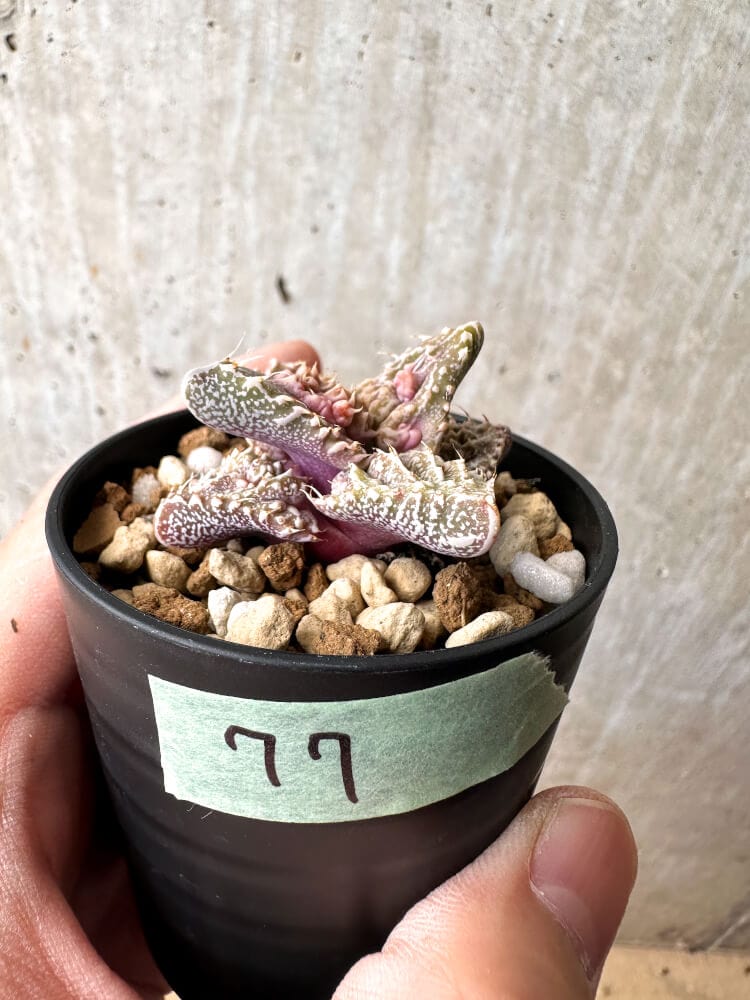 【現品限り】フォーカリア 荒波【C77】 Faucaria tuberculosa 'Aranami'