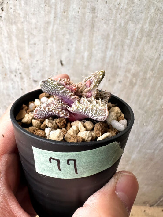 【現品限り】フォーカリア 荒波【C77】 Faucaria tuberculosa 'Aranami'