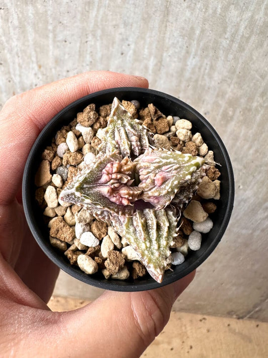 【現品限り】フォーカリア 荒波【C77】 Faucaria tuberculosa 'Aranami'