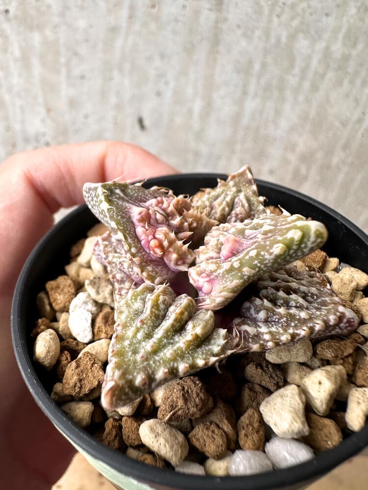 【現品限り】フォーカリア 荒波【C77】 Faucaria tuberculosa 'Aranami'