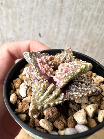 【現品限り】フォーカリア 荒波【C77】 Faucaria tuberculosa 'Aranami'