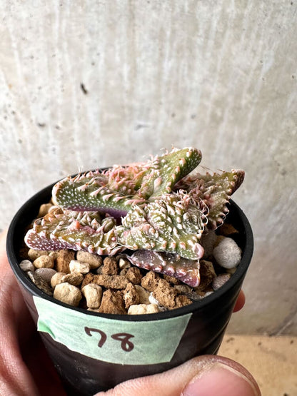 【現品限り】フォーカリア 荒波【C78】 Faucaria tuberculosa 'Aranami'