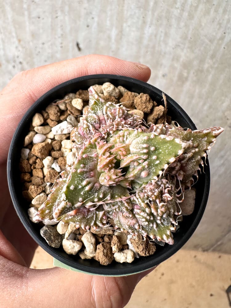 【現品限り】フォーカリア 荒波【C78】 Faucaria tuberculosa 'Aranami'