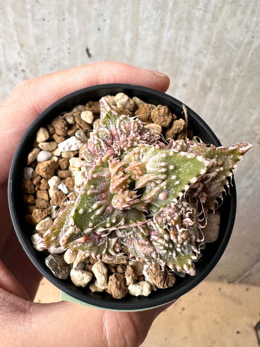 【現品限り】フォーカリア 荒波【C78】 Faucaria tuberculosa 'Aranami'