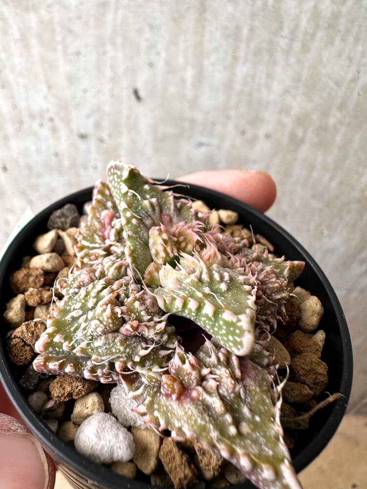 【現品限り】フォーカリア 荒波【C78】 Faucaria tuberculosa 'Aranami'