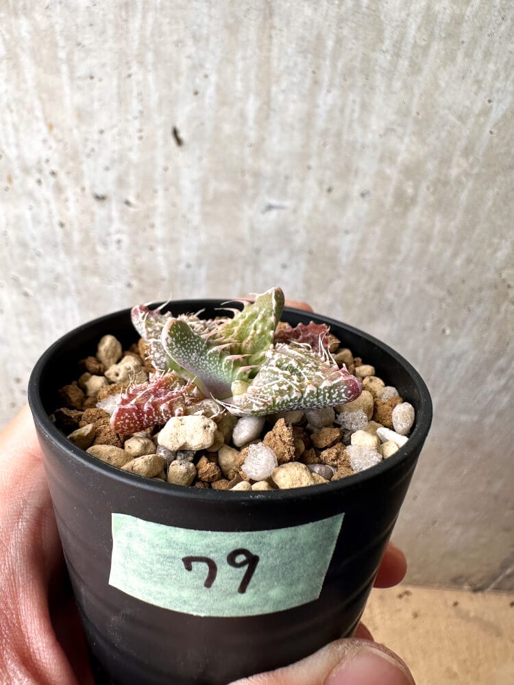 【現品限り】フォーカリア 荒波【C79】 Faucaria tuberculosa 'Aranami'