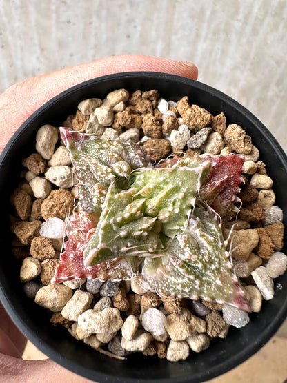 【現品限り】フォーカリア 荒波【C79】 Faucaria tuberculosa 'Aranami'