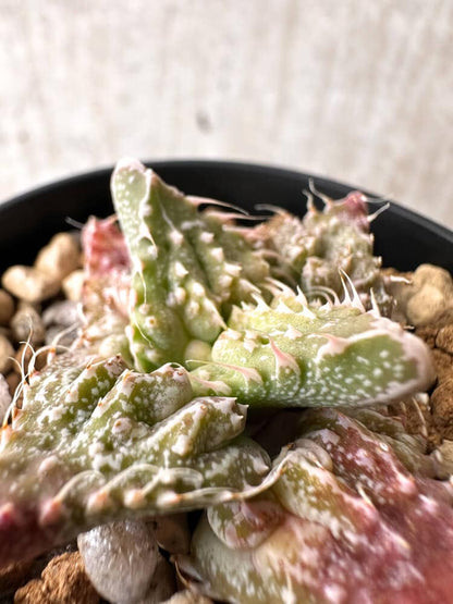 【現品限り】フォーカリア 荒波【C79】 Faucaria tuberculosa 'Aranami'