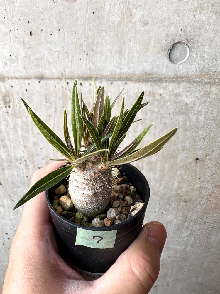 【現品限り】パキポディウム・グラキリス 実生【C7】 Pachypodium gracilius