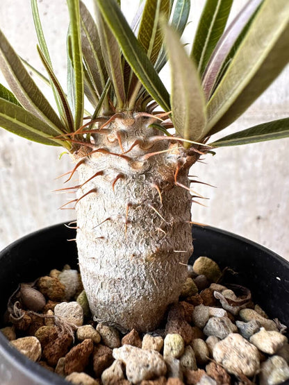 【現品限り】パキポディウム・グラキリス 実生【C7】 Pachypodium gracilius