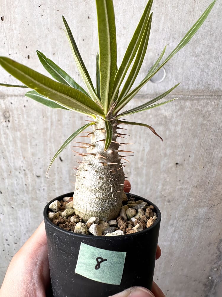 現品限り】パキポディウム・グラキリス 実生【C8】 Pachypodium