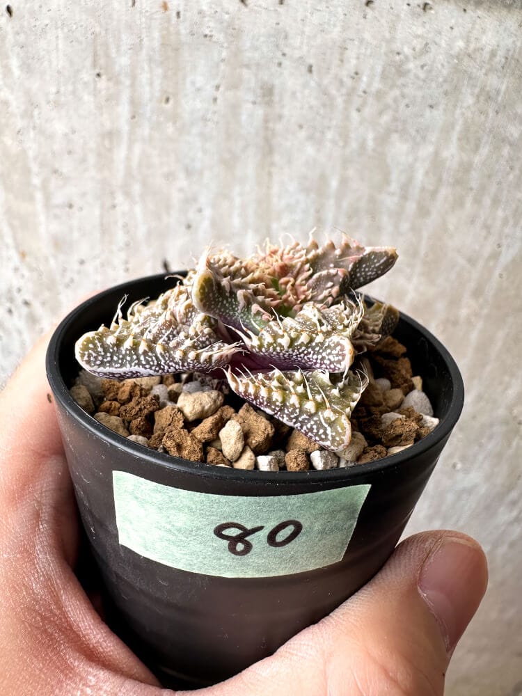 【現品限り】フォーカリア 荒波【C80】 Faucaria tuberculosa 'Aranami'