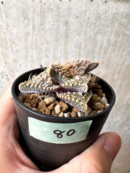 【現品限り】フォーカリア 荒波【C80】 Faucaria tuberculosa 'Aranami'