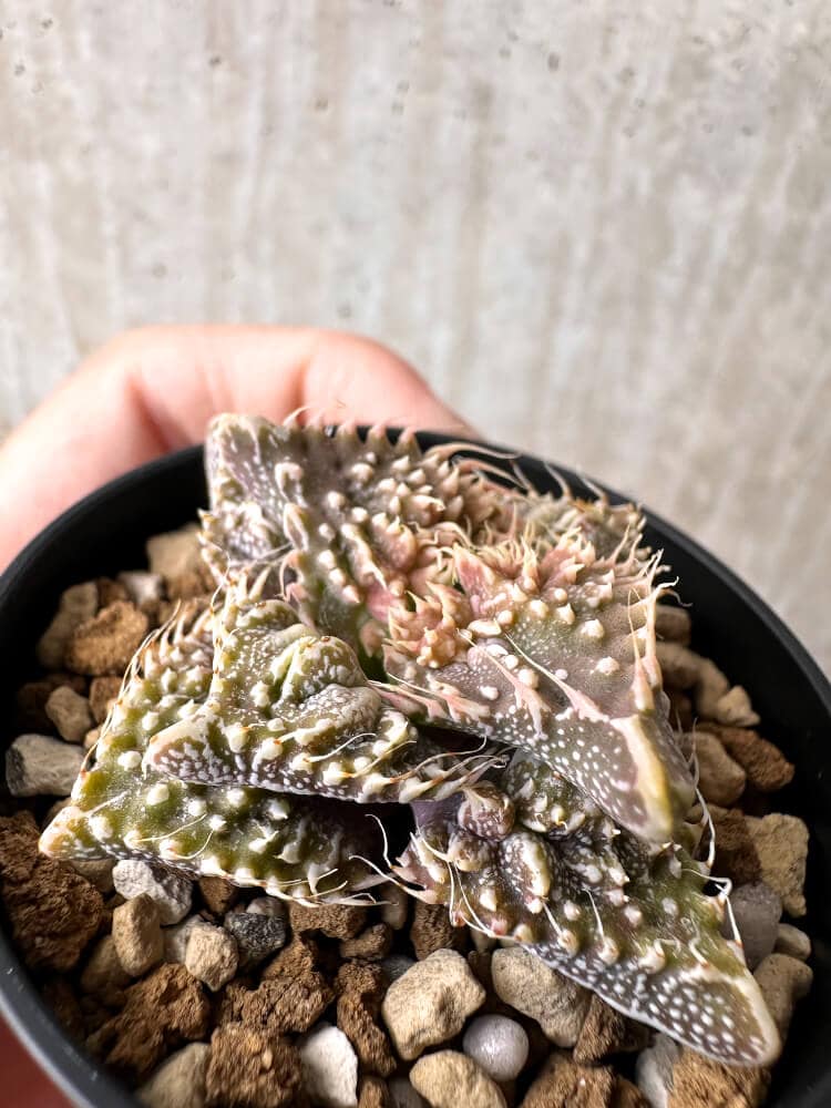 【現品限り】フォーカリア 荒波【C80】 Faucaria tuberculosa 'Aranami'