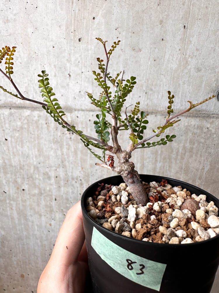 【現品限り】オペルクリカリア・パキプス 根挿し【C83】 Operculicarya pachypus