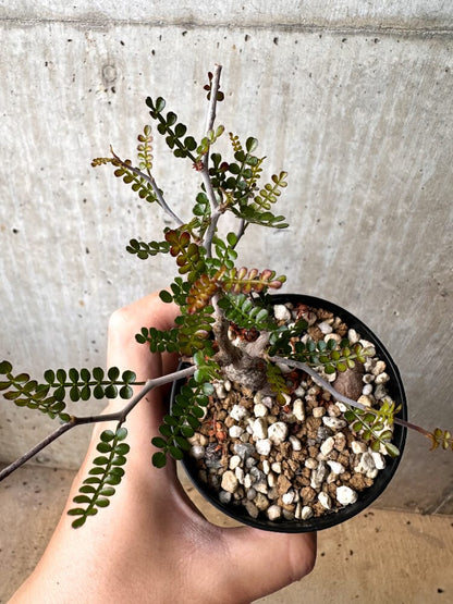 【現品限り】オペルクリカリア・パキプス 根挿し【C83】 Operculicarya pachypus