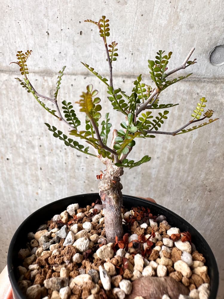 【現品限り】オペルクリカリア・パキプス 根挿し【C83】 Operculicarya pachypus