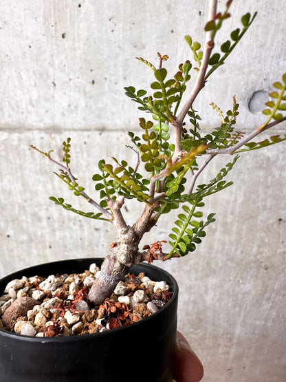 【現品限り】オペルクリカリア・パキプス 根挿し【C83】 Operculicarya pachypus