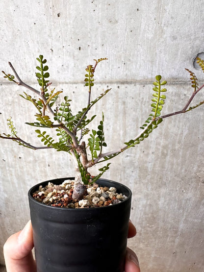 【現品限り】オペルクリカリア・パキプス 根挿し【C83】 Operculicarya pachypus