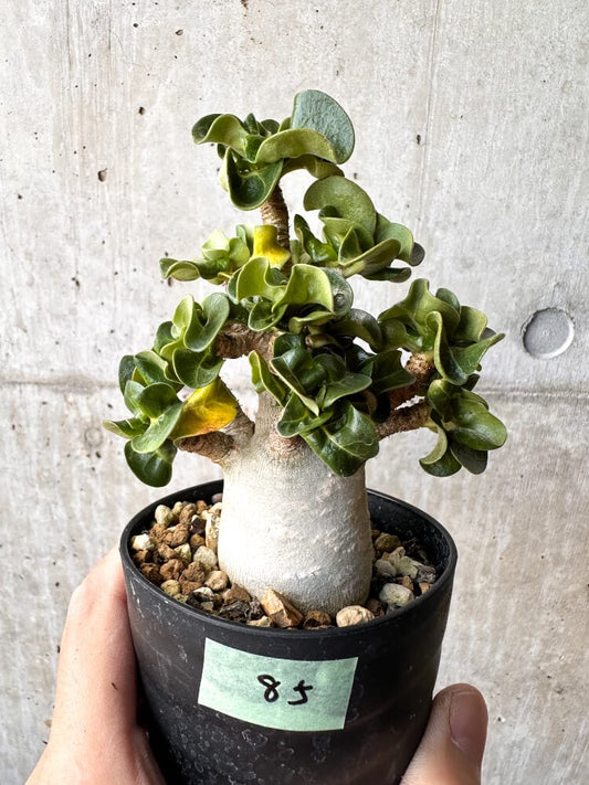【現品限り】アデニウム・DHA 大株 葉巻【C85】 Adenium DHA