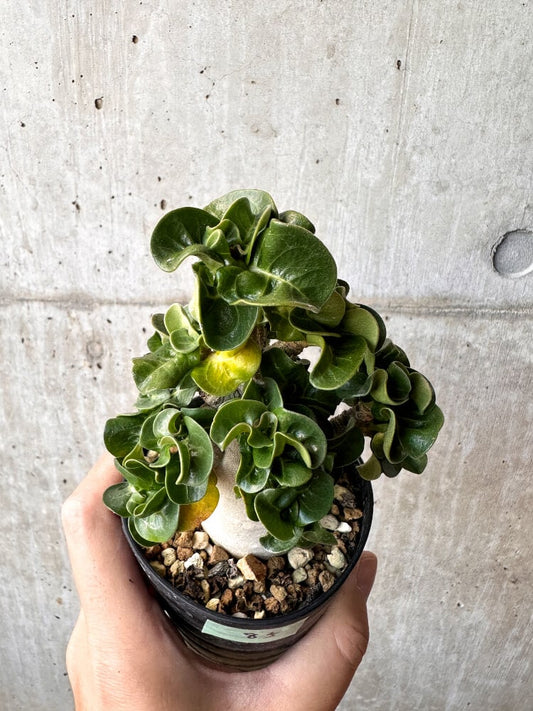 【現品限り】アデニウム・DHA 大株 葉巻【C85】 Adenium DHA