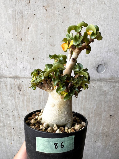 【現品限り】アデニウム・DHA 大株 葉巻【C86】 Adenium DHA
